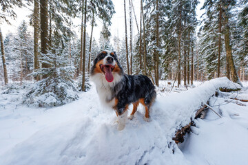 An Australian Shepherd stands on a snow covered fallen log in a boreal conifer forest, tongue out and ears perked, wide angle ground level view in daylight with tall firs dusted. © True Pixel Art