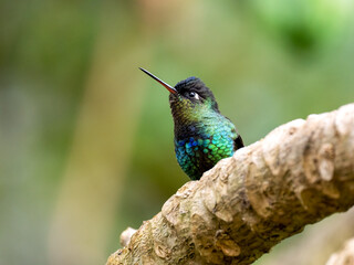 Obraz premium Feuerkehlkolibri (Panterpe insignis)