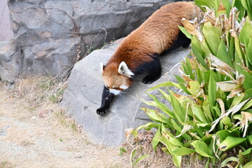 ふわふわの毛並みと愛くるしいレッサーパンダ