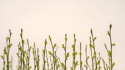Fresh spring branches reaching towards a bright, light background