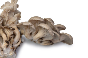 Cluster of Fresh Oyster Mushrooms on White