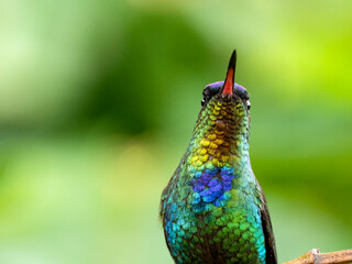 Obraz premium Feuerkehlkolibri (Panterpe insignis)