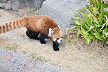 ふわふわの毛並みと愛くるしいレッサーパンダ