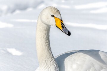 mute swan cygnus olor