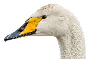 close up of a goose