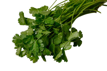 Fresh Parsley Stems and Leaves on White