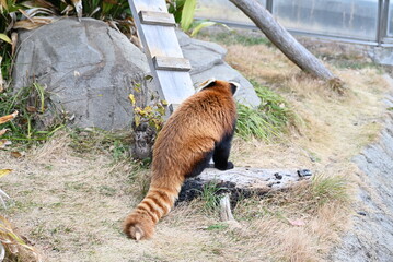 ふわふわの毛並みと愛くるしいレッサーパンダ