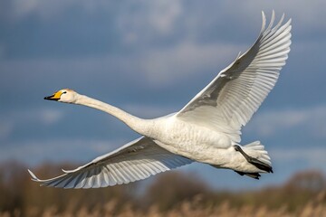 canada goose in flight