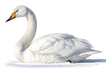 mute swan cygnus olor