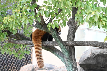 ふわふわの毛並みと愛くるしいレッサーパンダ