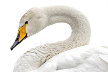 A graceful white mute swan with an elegant curved neck by calm water