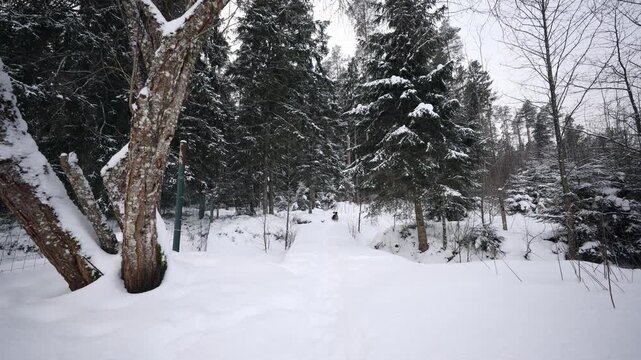 Birch trunks and a metal fence post frame a snow packed trail into spruce and pine. A single set of footprints and a small black dog appear in muted winter light.