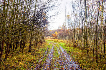 dirt road through forest after heavy rain