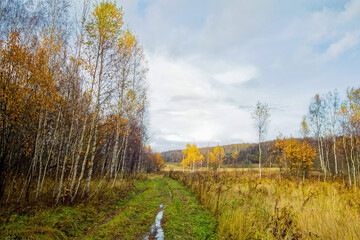 dirt road through forest after heavy rain