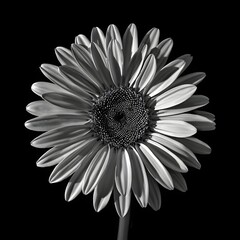 Fototapeta premium Sunflower