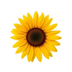 Obraz premium sunflower isolated on white background
