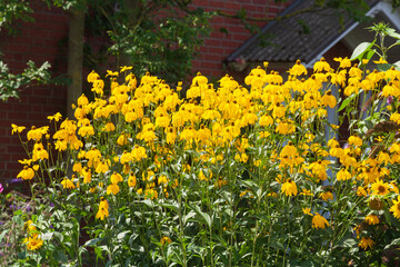 Bl&uuml;hender Gelber Sonnenhut, Blumen, Deutschland