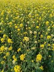 Obraz premium Vast golden yellow field of blooming flowers stretching towards the horizon under a clear sky, showcasing the beauty of spring nature in full bloom
