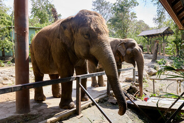 Two elephants in an enclosure at the zoo