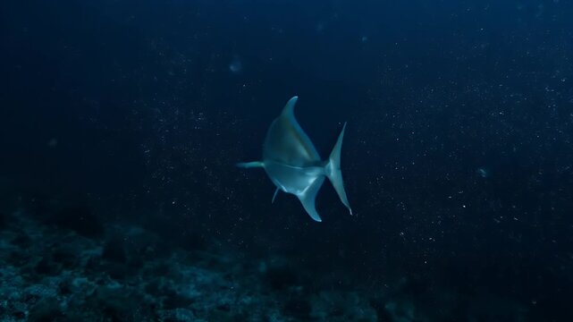 Underwater footage of a moonfish swimming in the deep blue ocean.