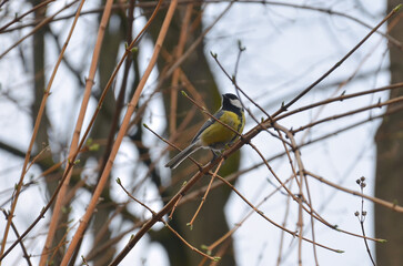 Wild blue tit standing on tree branch in early spring day . Nature, wild birds in spring , fauna protection .