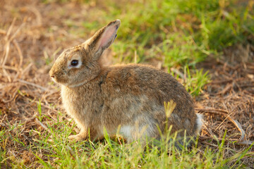Fototapeta premium young rabbit sitting and looking to something on the field