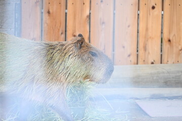とことこ歩くカピバラ