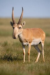 saiga antelope with distinctive nose in open steppe grassland unique animal