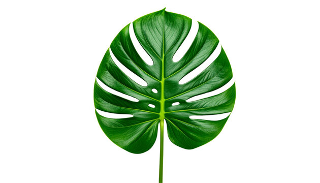 Fresh green organic hosta leaf isolated on a white background with a macro closeup showing the healthy texture of this raw plant ingredient for cooking
