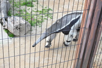 長い鼻が特徴的なオオアリクイ