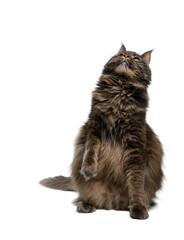 Majestic Gray Maine Coon Cat White Background