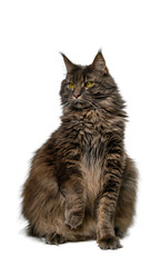Fluffy Gray Maine Coon Cat on White