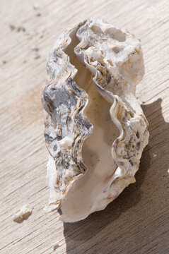Mussel shell close up on wood outdoors in Amrum North Sea Germany