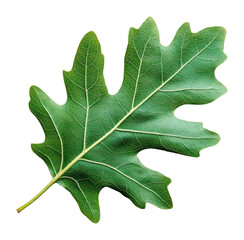 Fototapeta premium PNG A green Oak leaf plant oak vibrant.