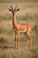 gerenuk antelope standing tall in african savanna unique animal