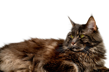Gray Maine Coon Lying Down on White Studio