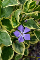 Blue spring flower of vinca with green and white leaves.