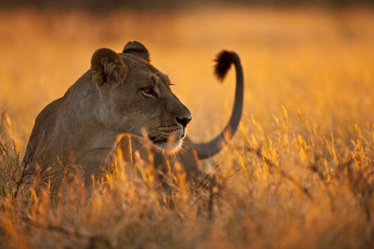 Lioness in tall savannah grass at sunset Central Kalahari Botswana