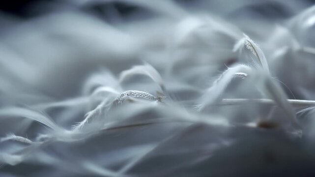 Soft abstract texture of white feathers in motion resembling a dreamy cloud dancer atmosphere