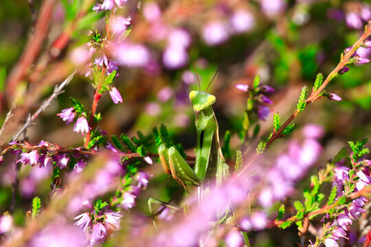 Praying mantis camouflaged among pink heather flowers in Germany