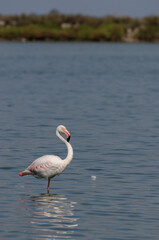 Greater flamingo (Phoenicopterus roseus) standing in the shallow water of a lagoon in the Camargue, France.