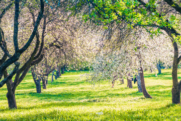 Obraz premium Blooming apple orchard in spring with white blossoms and green meadow