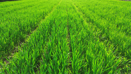 Obraz premium Spring cereal crop growing in rural farmland