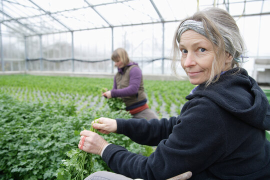 Woman harvesting parsley in greenhouse in Weidenkam Upper Bavaria Germany