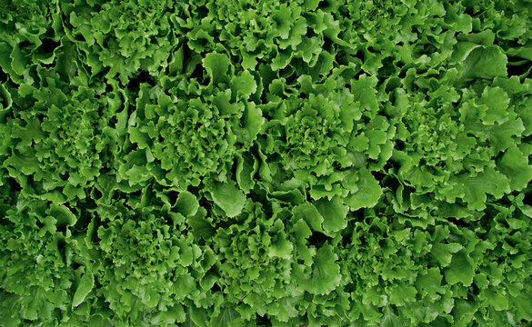 Organic endive growing in greenhouse Weidenkam Upper Bavaria Germany