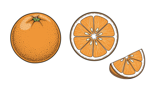 Vintage engraving style illustration set of a whole orange, a cross-section slice, and a wedge, detailed with dotwork shading.