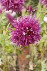 Obraz premium Beautiful Red chrysanthemum flowers closeup in the winter garden, Closeup of Chrysanthemum flower, Field of the Red Chrysanthemum, Beautiful Red flower blooming in nature.