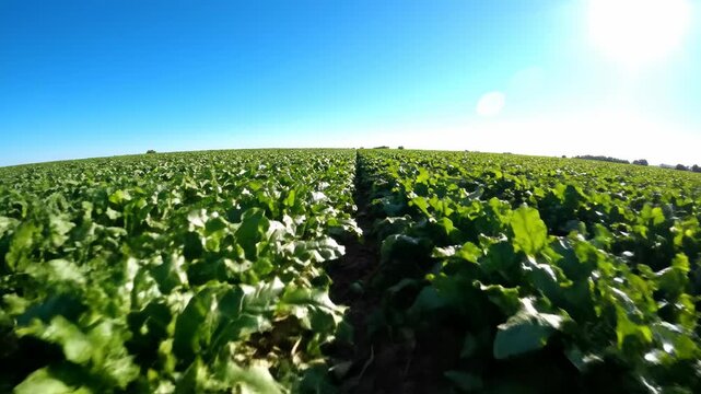 Vast green field of sugar beet crops under a clear blue sky.