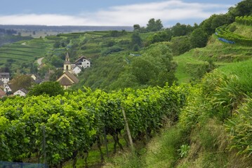 Weinberge Reben Trauben