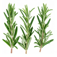 Obraz premium Fresh Rosemary Sprigs - Vibrant Green Herb for Culinary and Aromatic Purposes, Isolated on White.